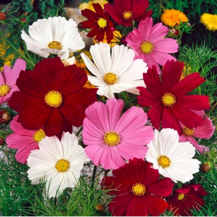 کود شوک امریکایی