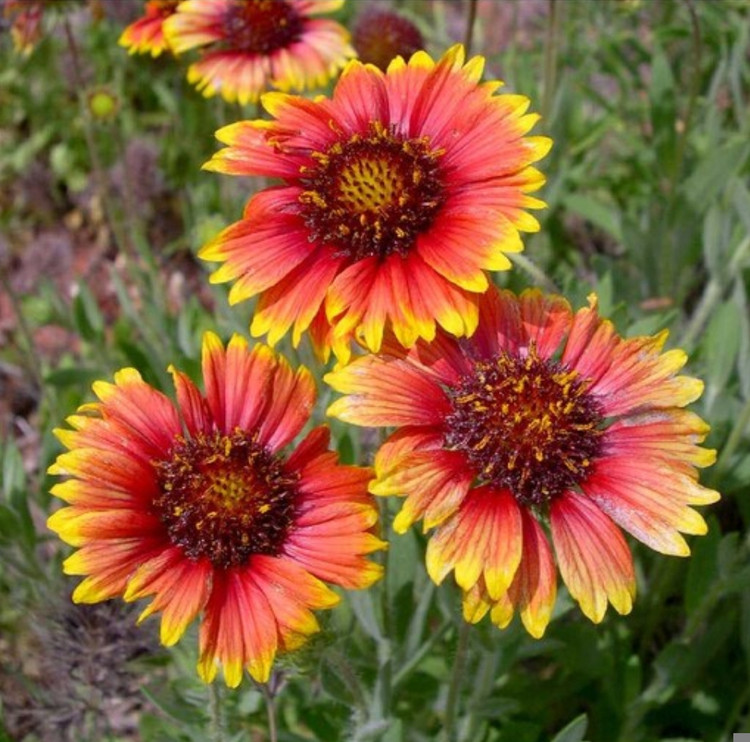 کود شوک امریکایی