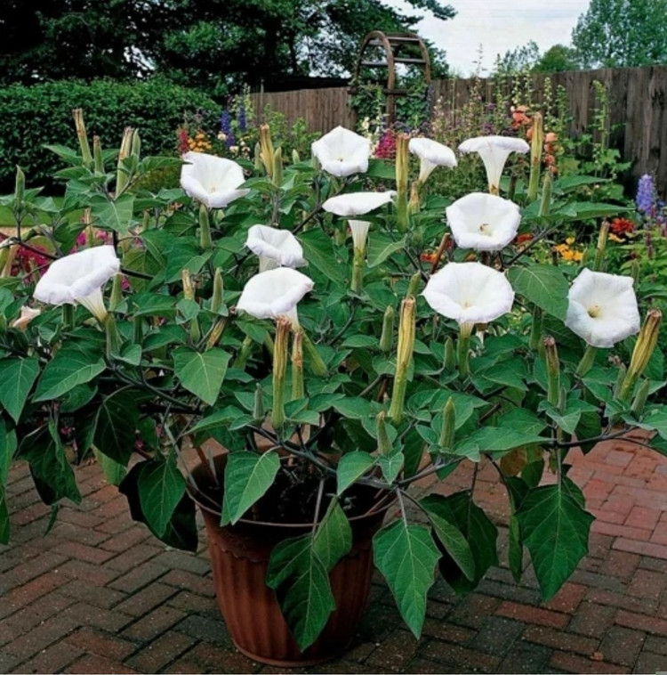 کود شوک امریکایی