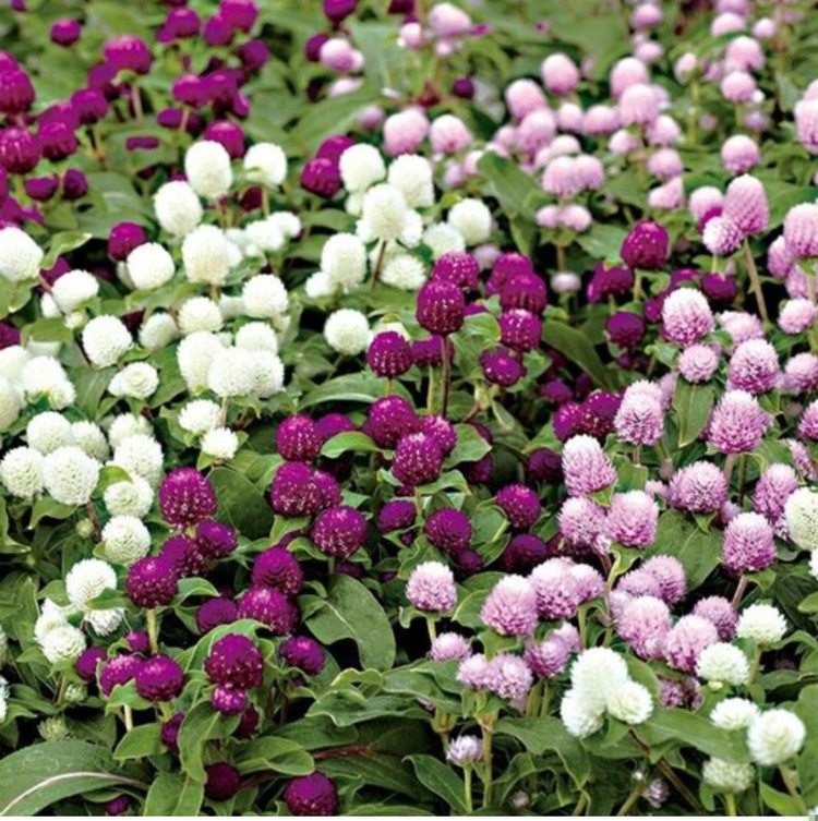 کود شوک امریکایی