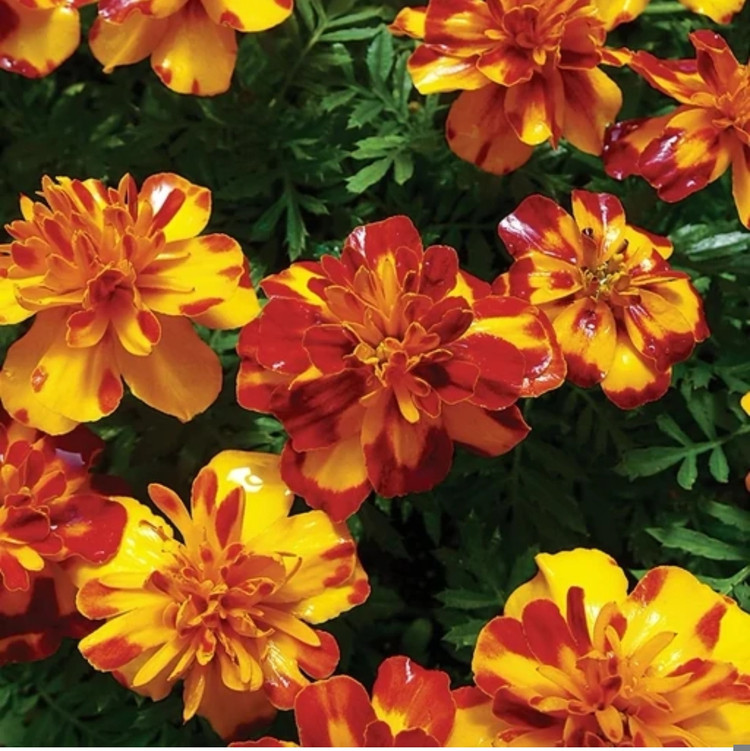 کود شوک امریکایی