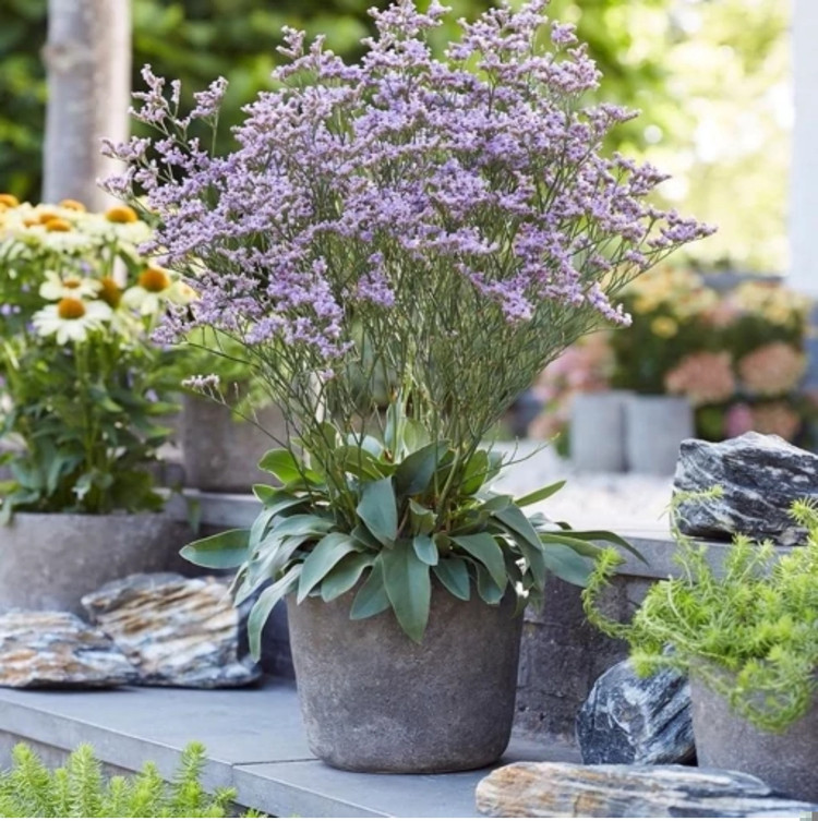 کود شوک امریکایی