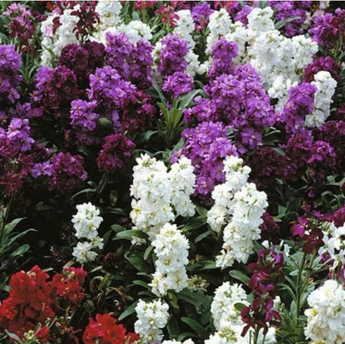 کود شوک امریکایی