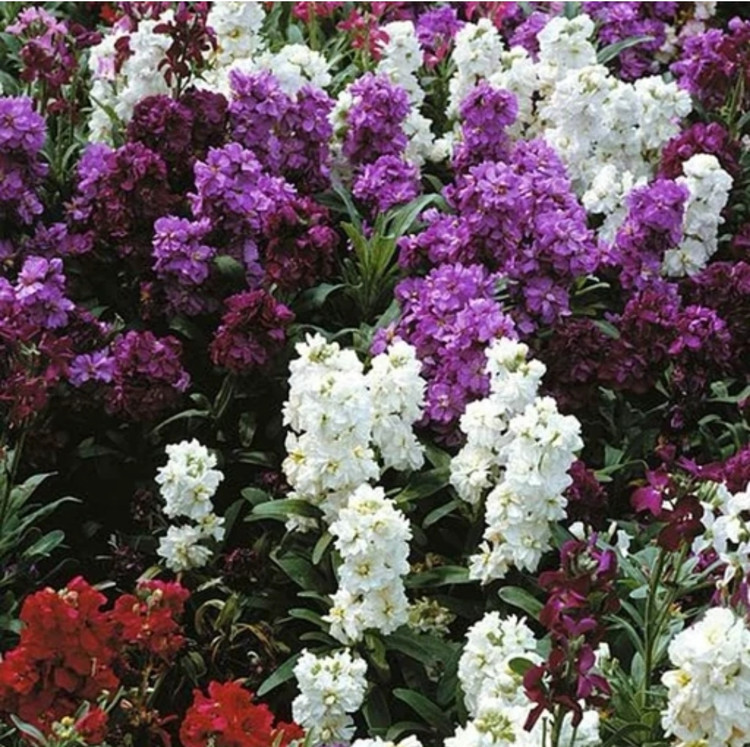 کود شوک امریکایی