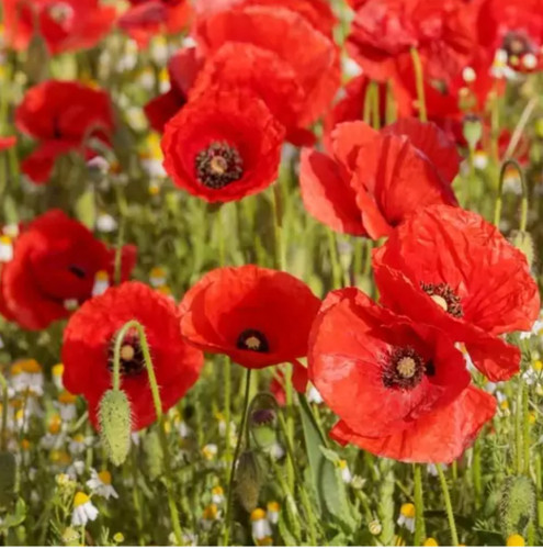 کود شوک امریکایی