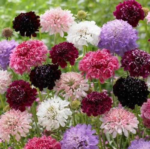 کود شوک امریکایی