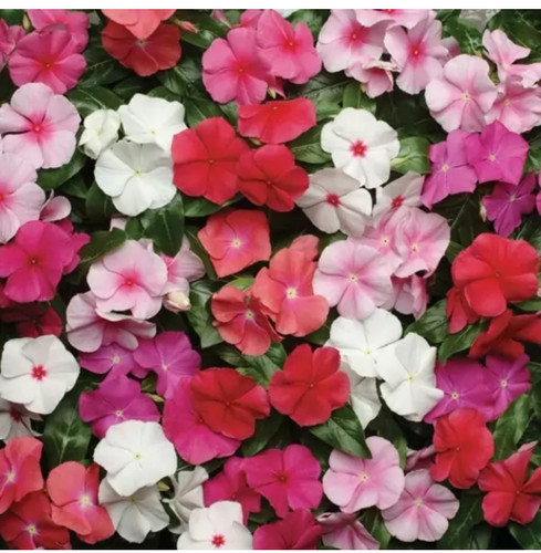 کود شوک امریکایی