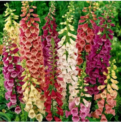 شوک امریکایی