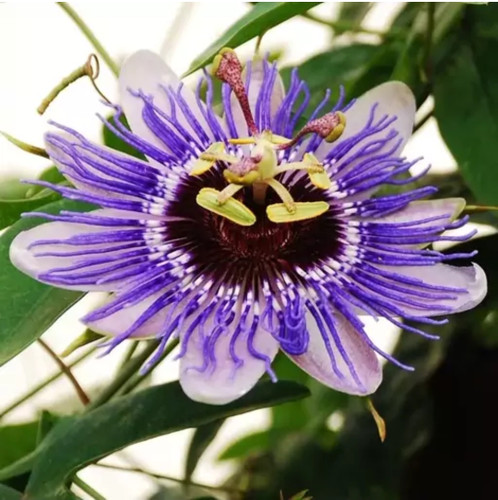 کود شوک امریکایی